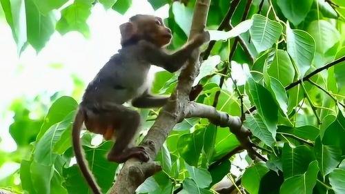 猴子上树吃瓜视频播放,萌态十足引网友热议