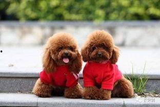 天涯爆料泰迪视频大全集,泰迪视频大全集，萌宠瞬间集结！