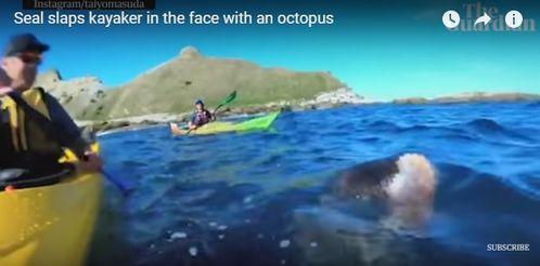 海豹吃瓜吗,揭秘它们是否吃瓜之谜