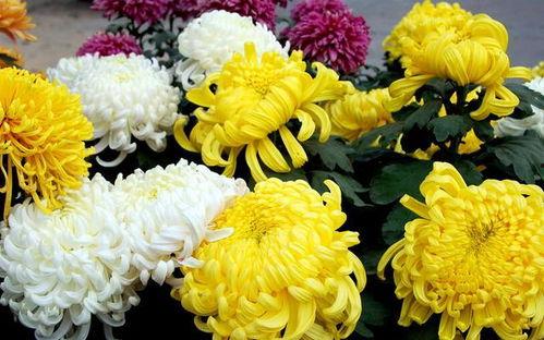 菊花白头条,揭秘菊花白背后的传奇故事与养生奥秘