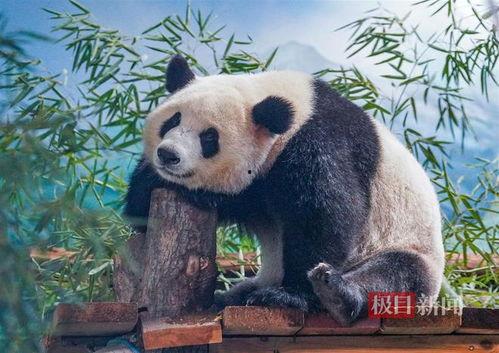 大熊猫传统吃瓜,传统吃瓜乐趣