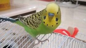 沙瓜怎么防鸟吃,巧用妙招防鸟啄食