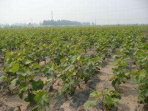 龙岩头条南瓜苗哪里买,哪里购买最正宗？