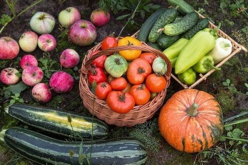 5号楼吃瓜,揭秘吃瓜群众的欢乐盛宴