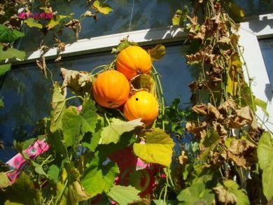 今日头条山上摘果子