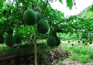 吊瓜种植多久可以吃,从播种到品尝的奇妙旅程