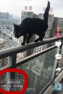 某网红虐猫,网红道德底线何在？